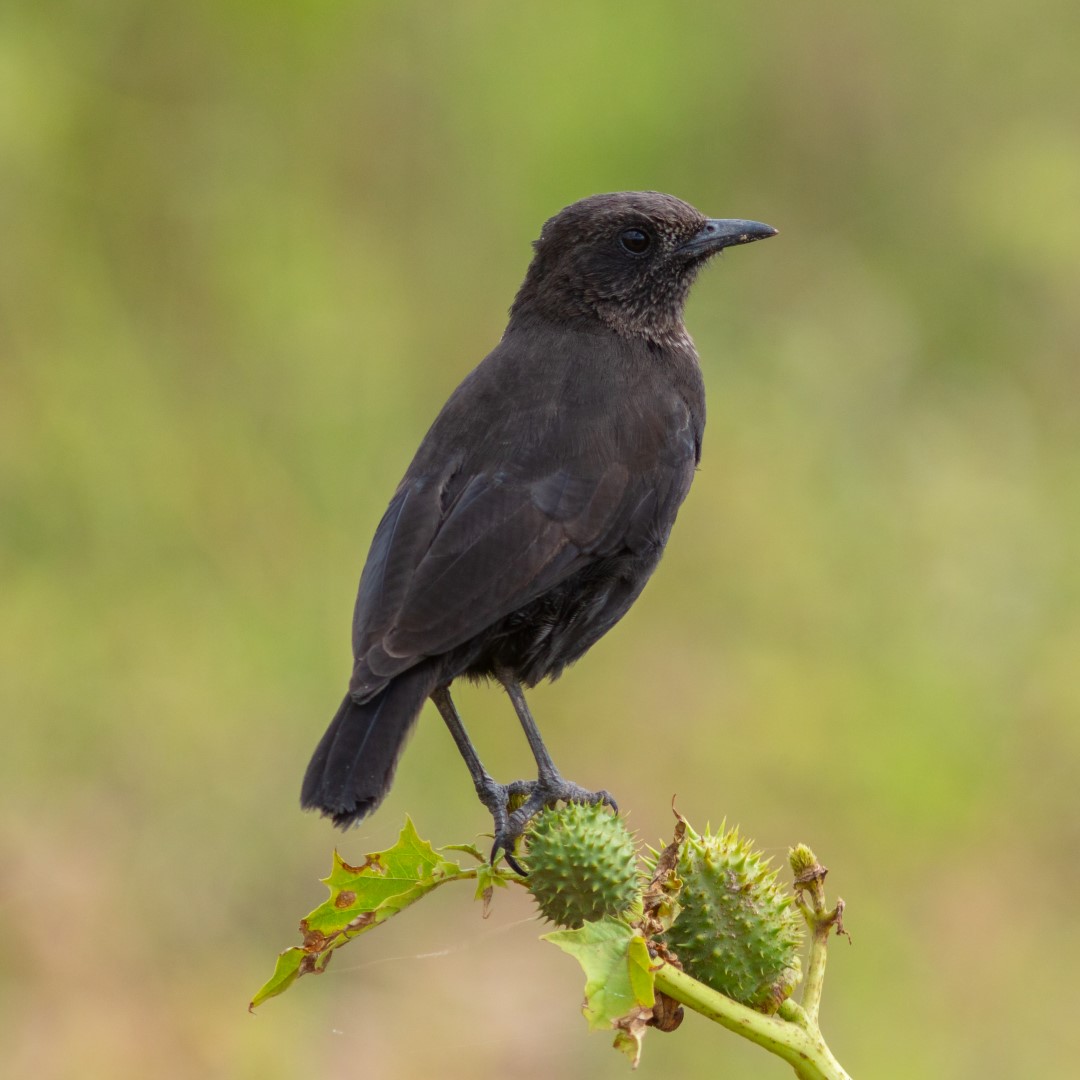 Northern Anteater-Chat