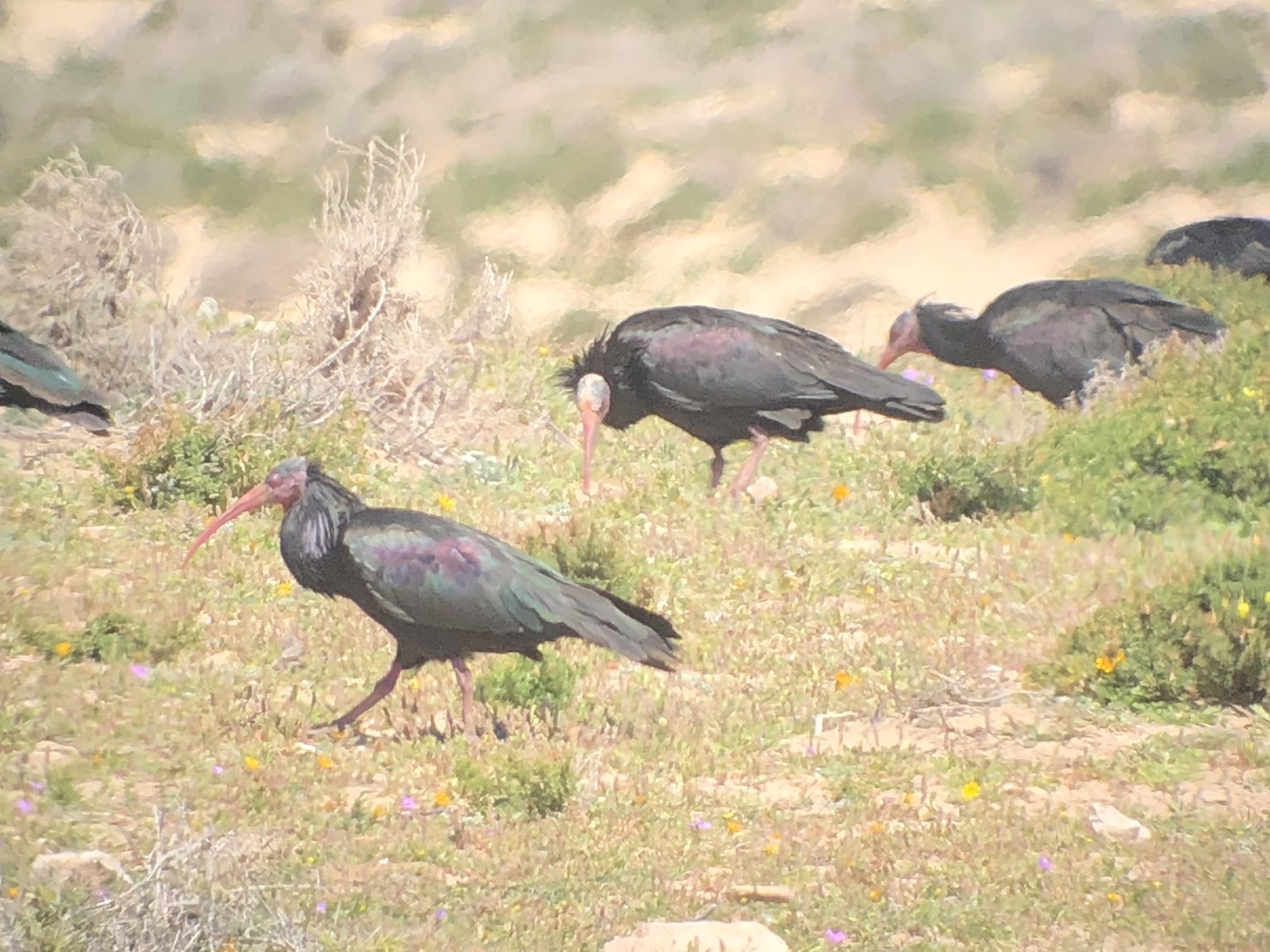 Northern Bald Ibis
