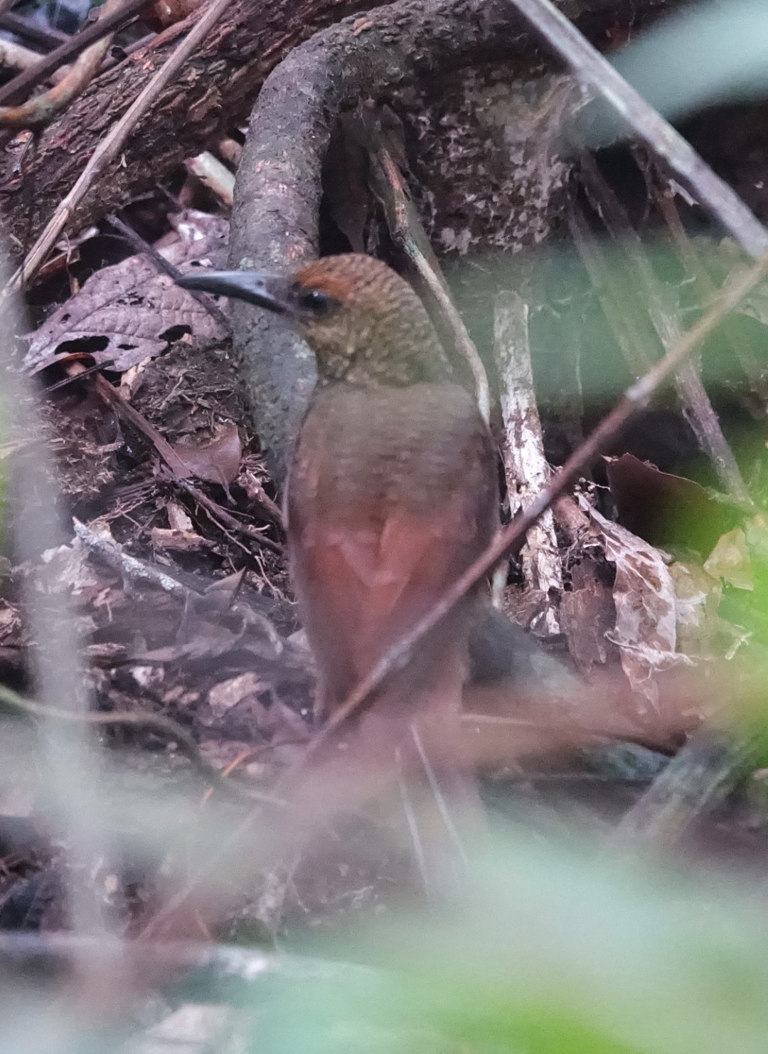 Northern Barred-Woodcreeper