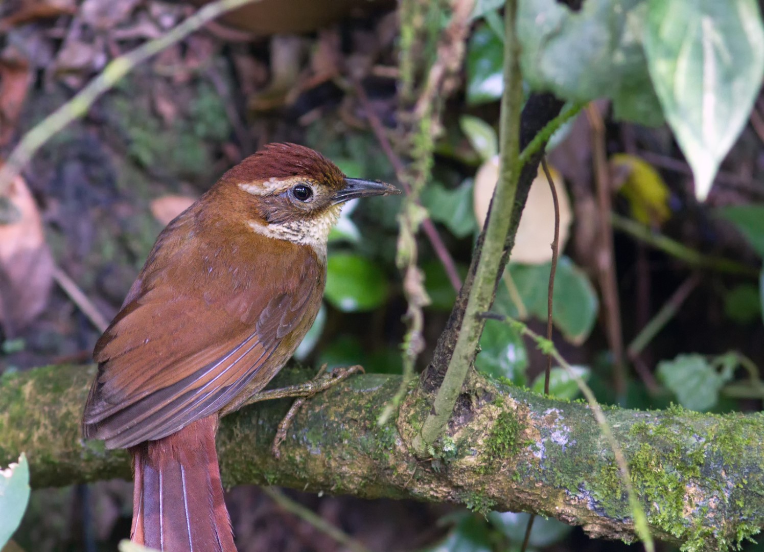 Northern Barred-Woodcreeper