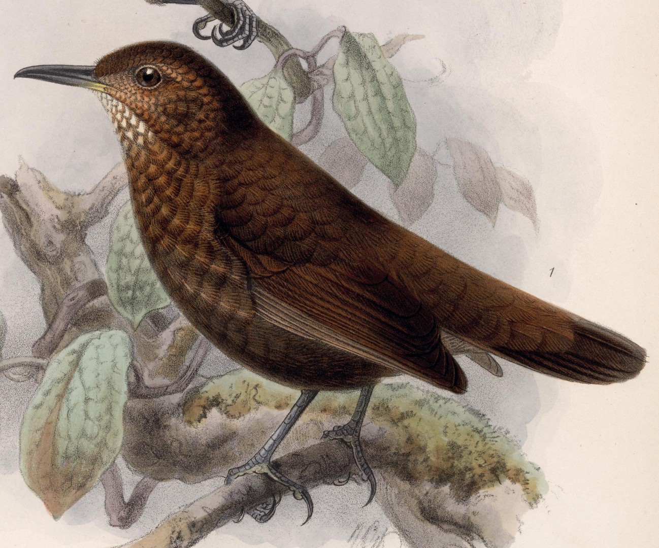 Northern Barred-Woodcreeper