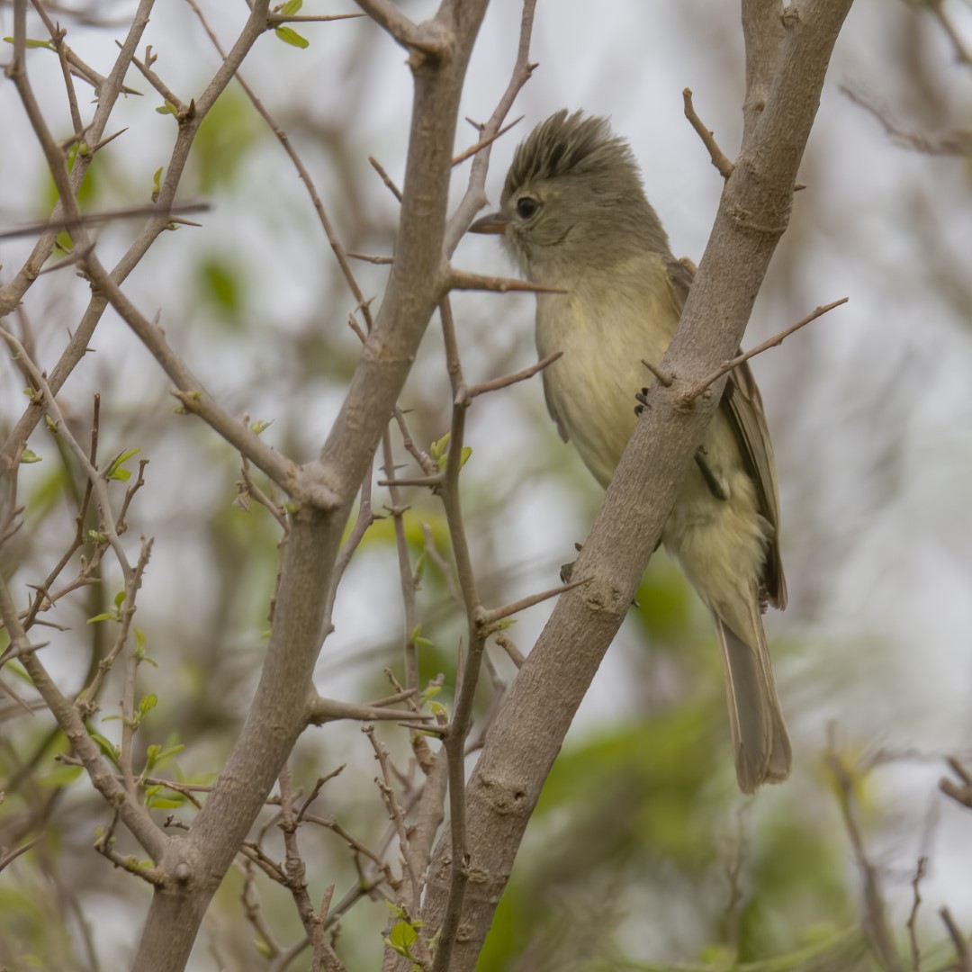 Northern Beardless-Tyrannulet