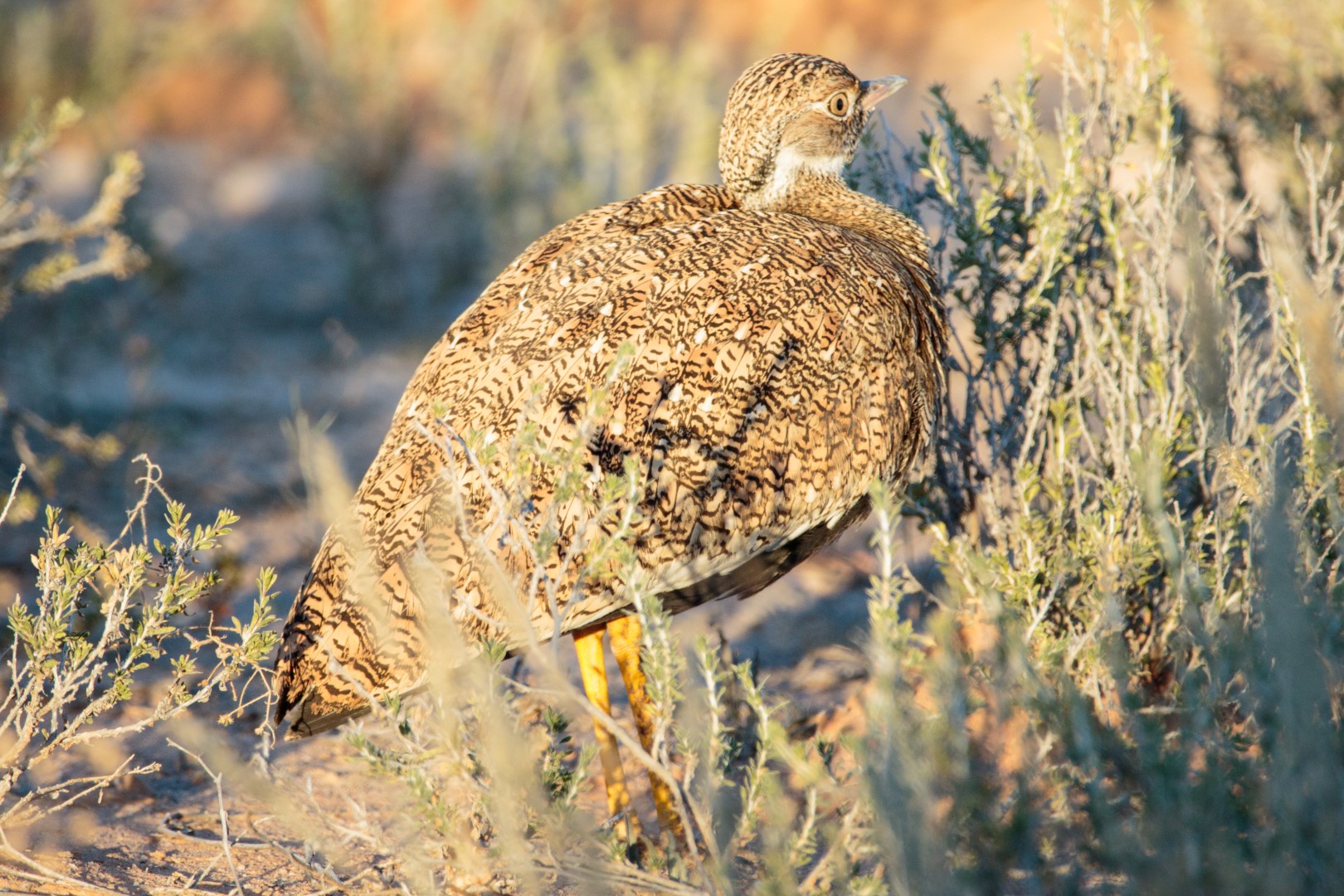 Northern Black Korhaan