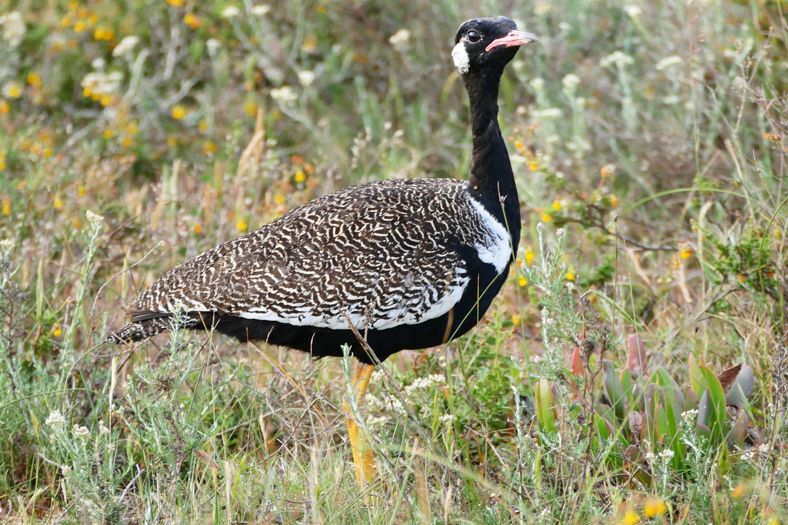 Northern Black Korhaan