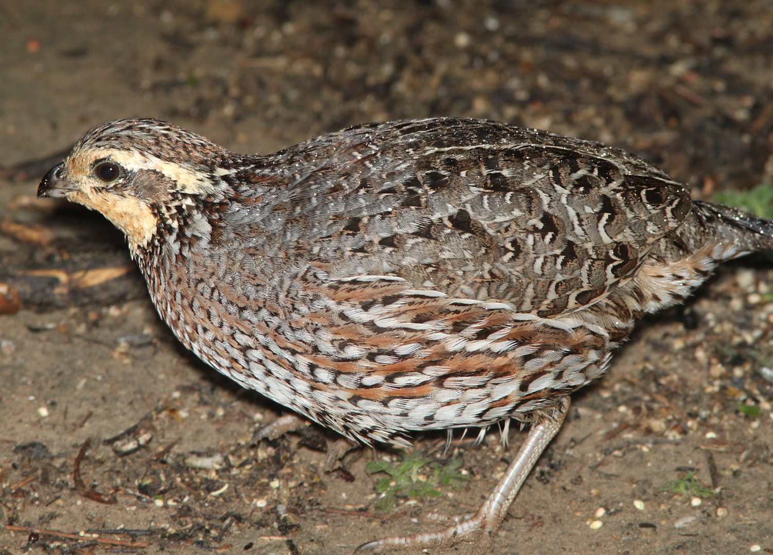 Northern Bobwhite