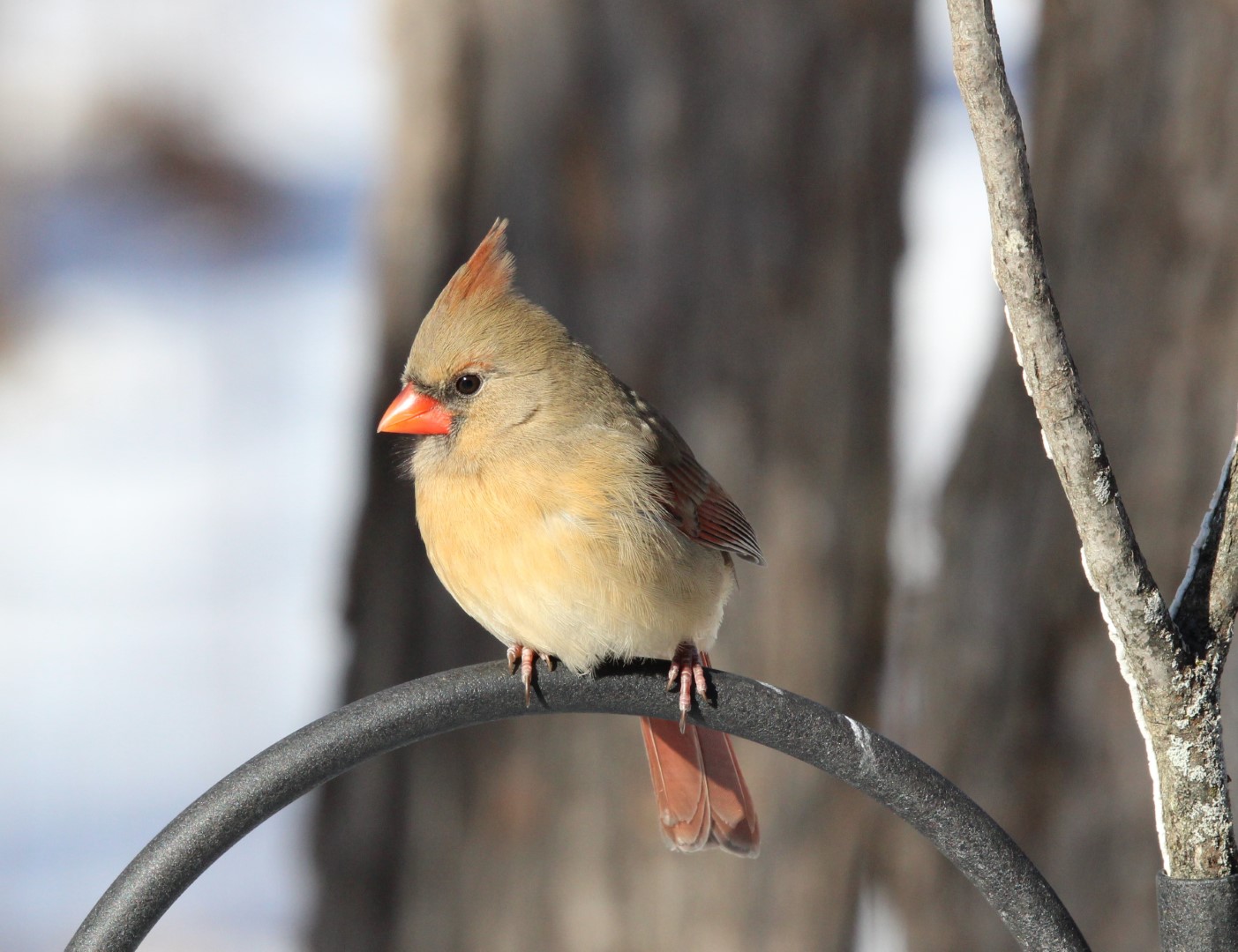 Northern Cardinal