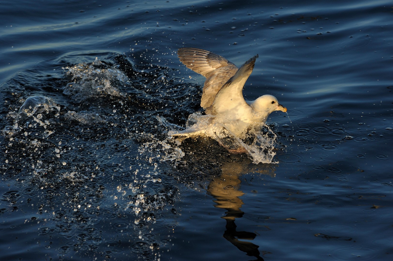 Northern Fulmar