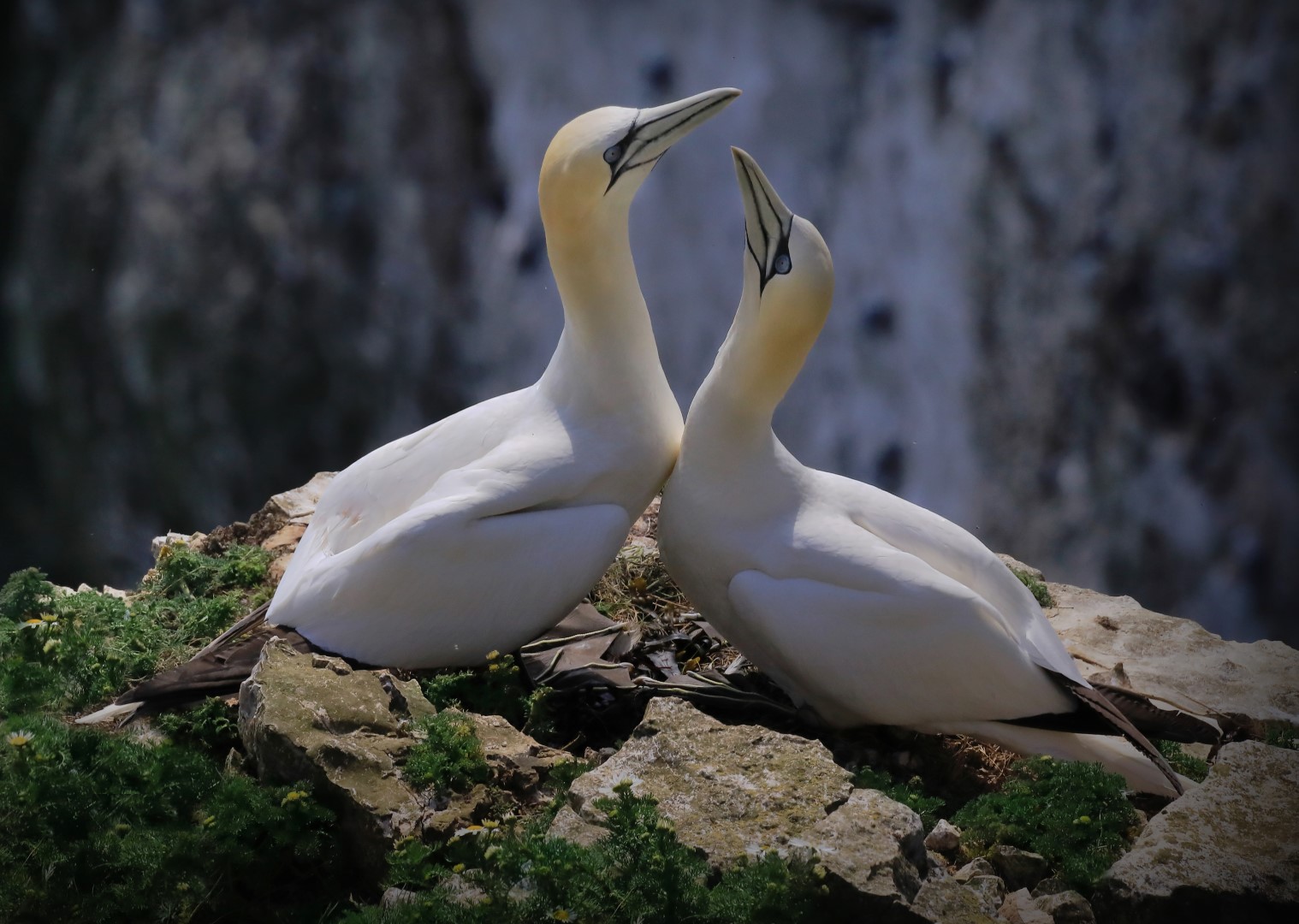 Northern Gannet