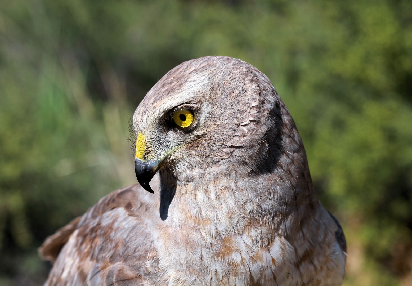 Northern Harrier