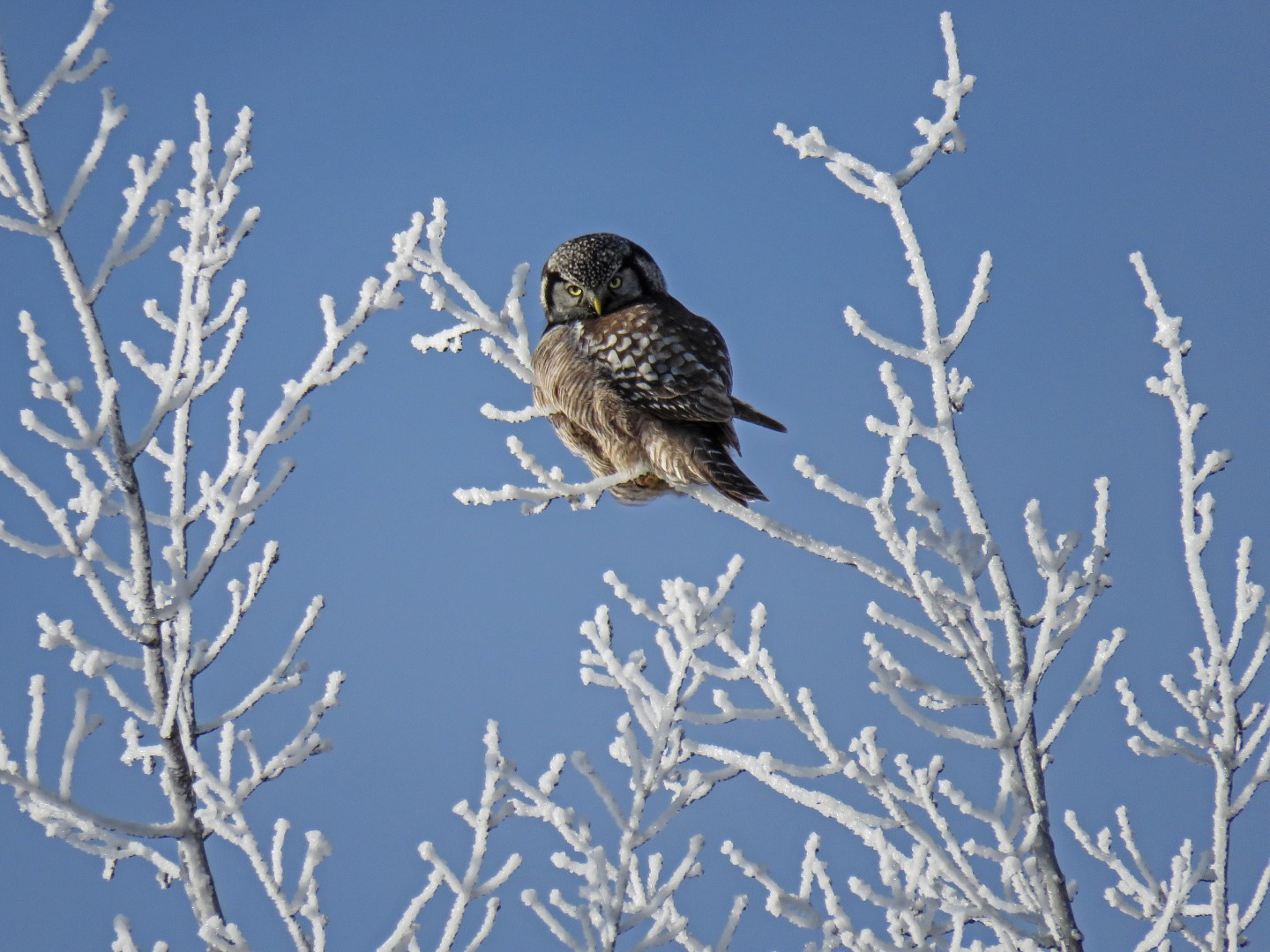 Northern Hawk Owl