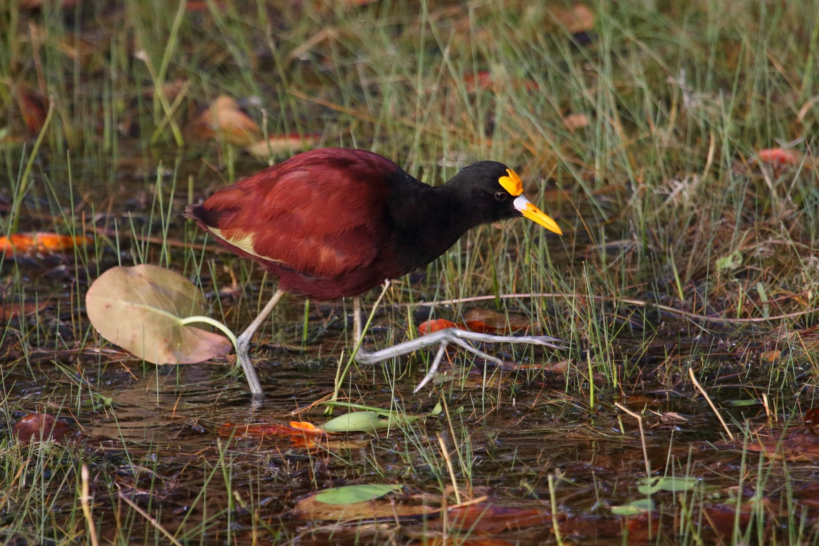 Northern Jacana