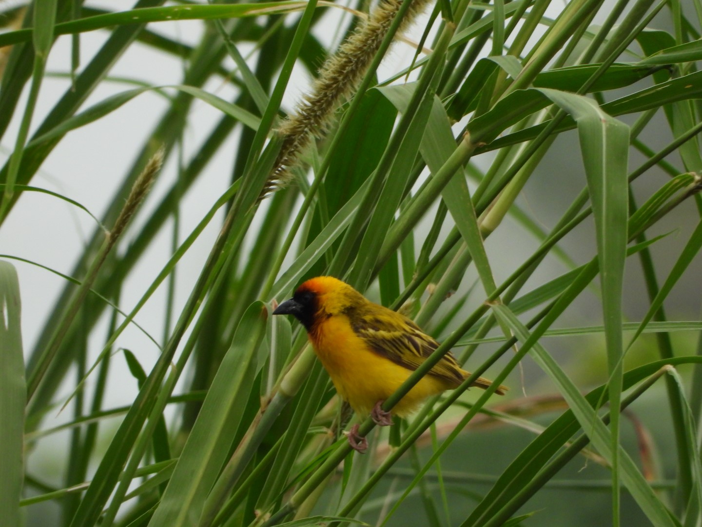 Northern Masked Weaver