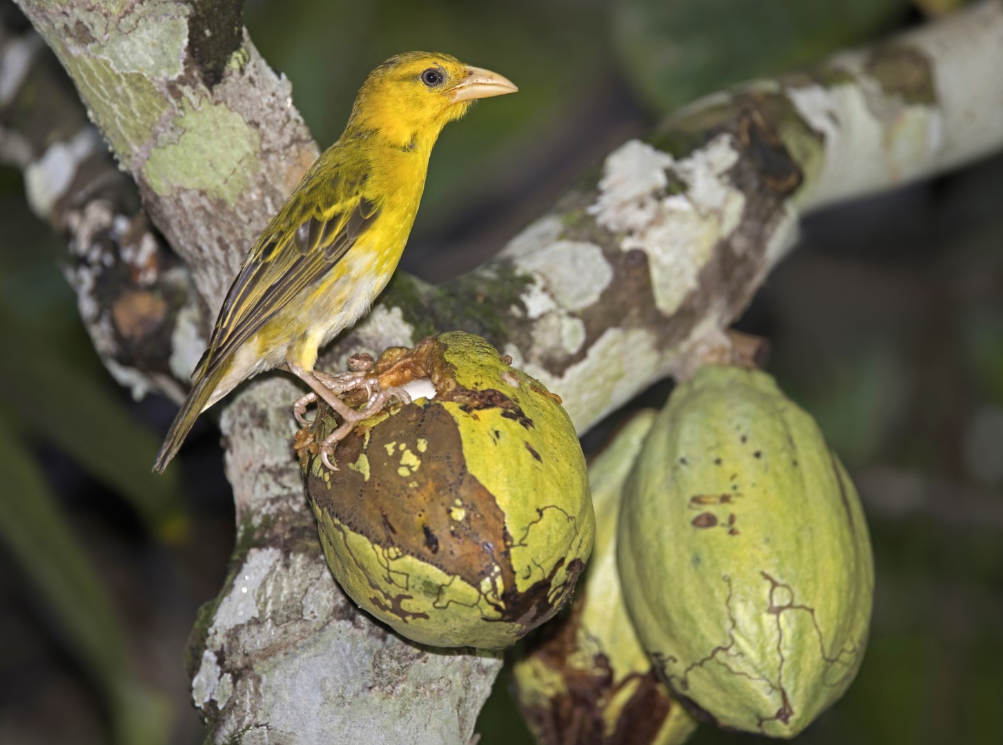 Northern Masked Weaver