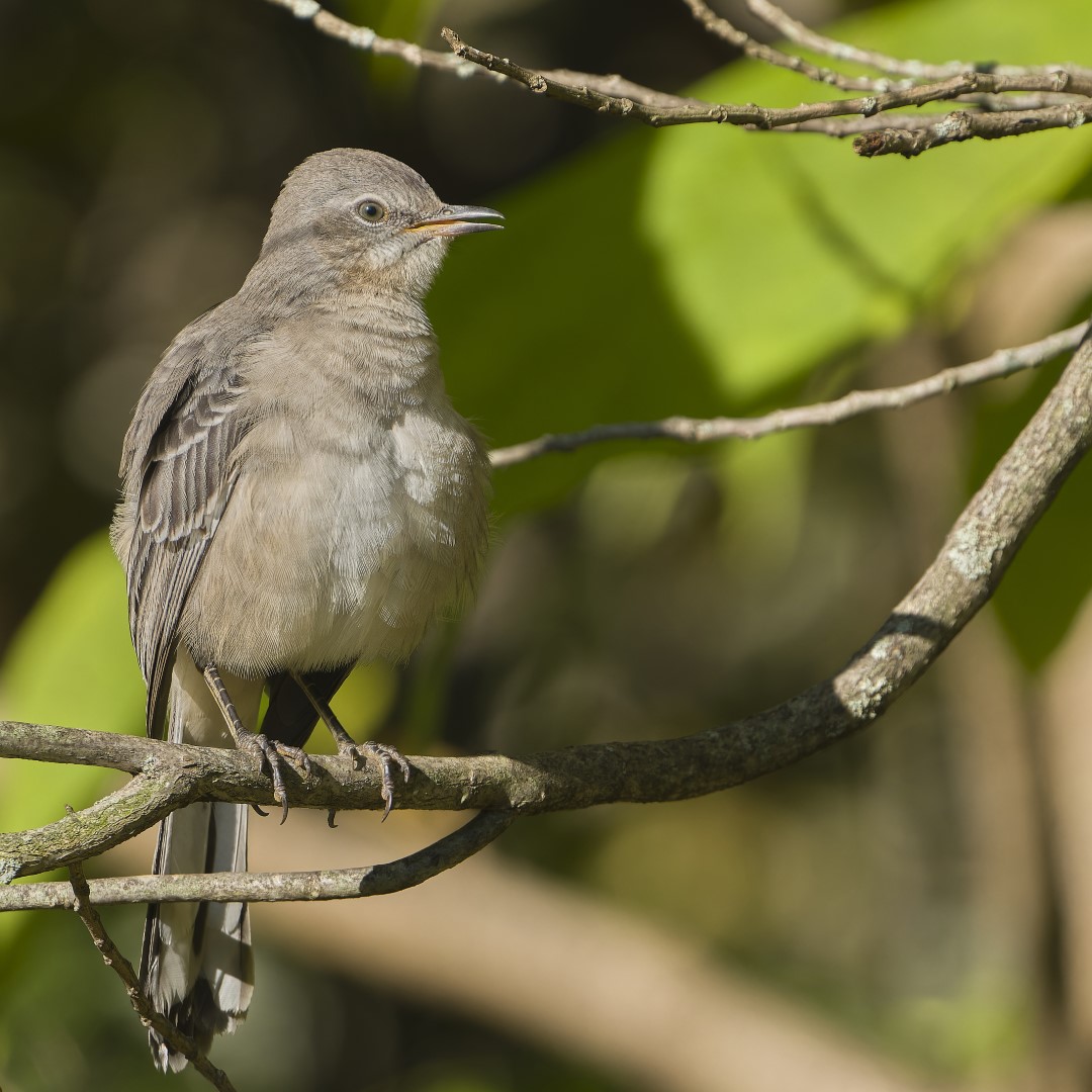 Northern Mockingbird