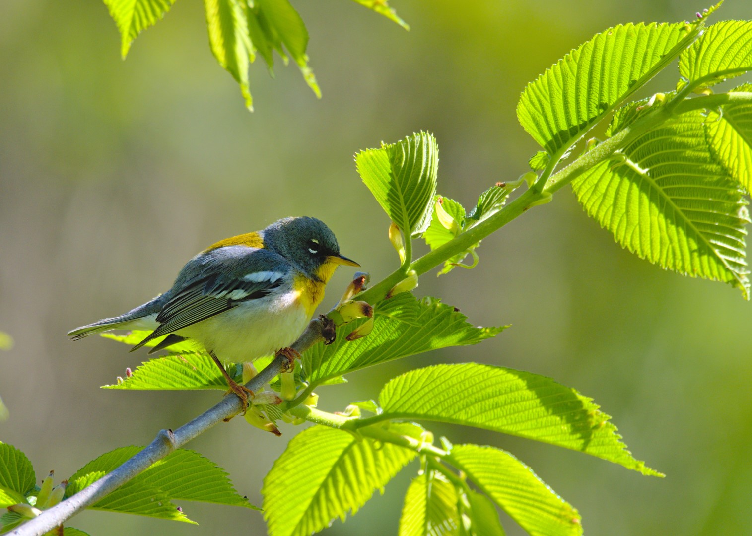 Northern Parula