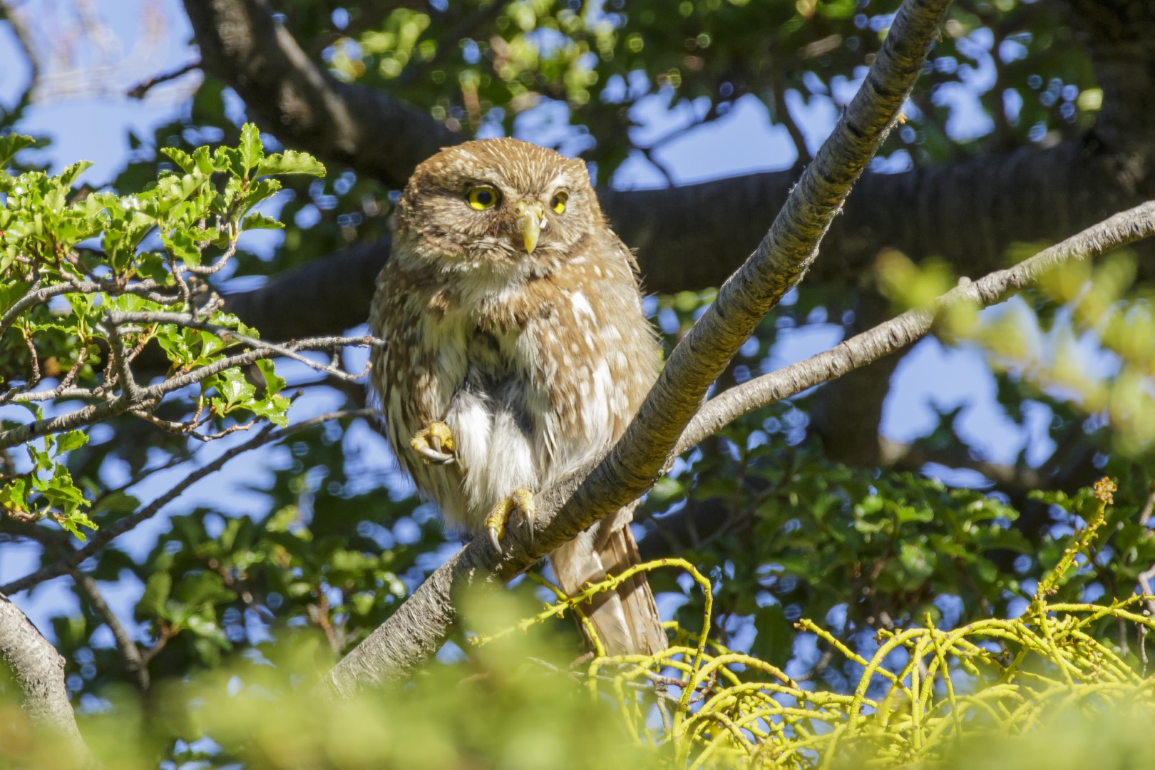 Northern Pygmy Owl