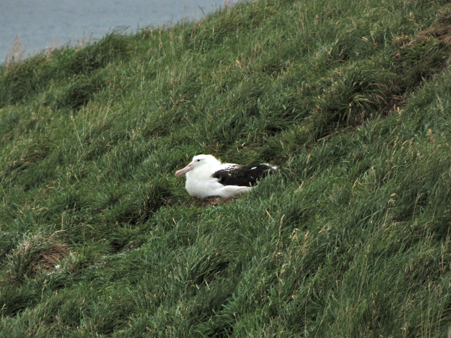 Northern Royal Albatross