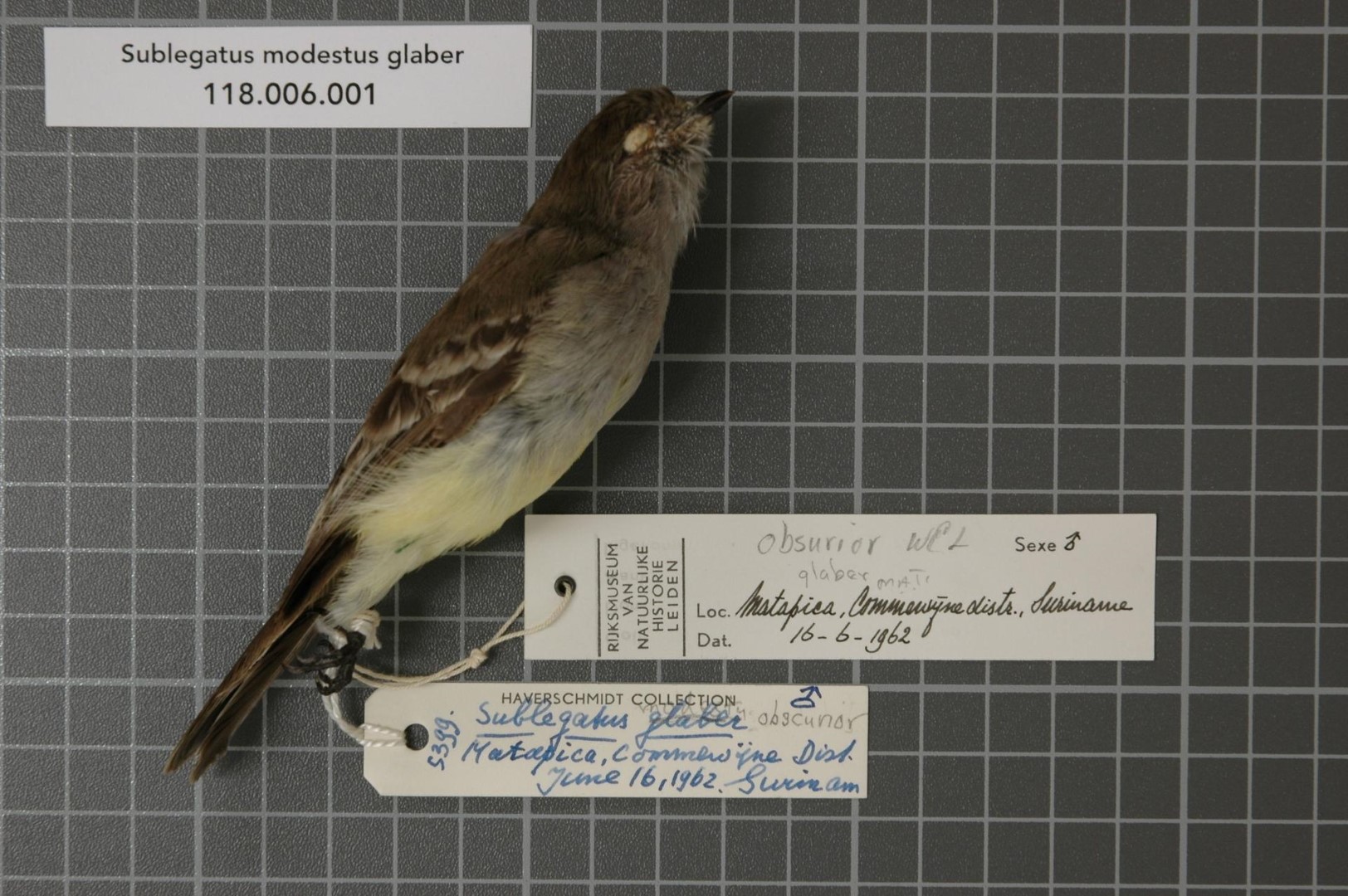 Northern Scrub-Flycatcher