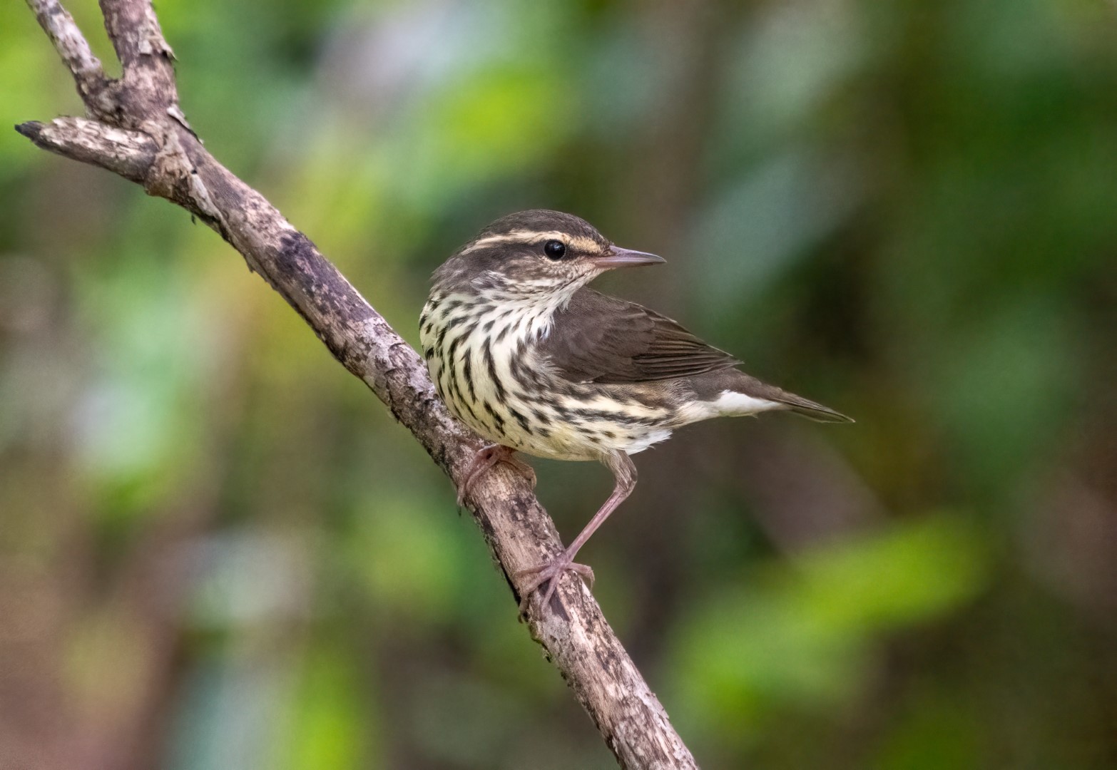 Northern Waterthrush