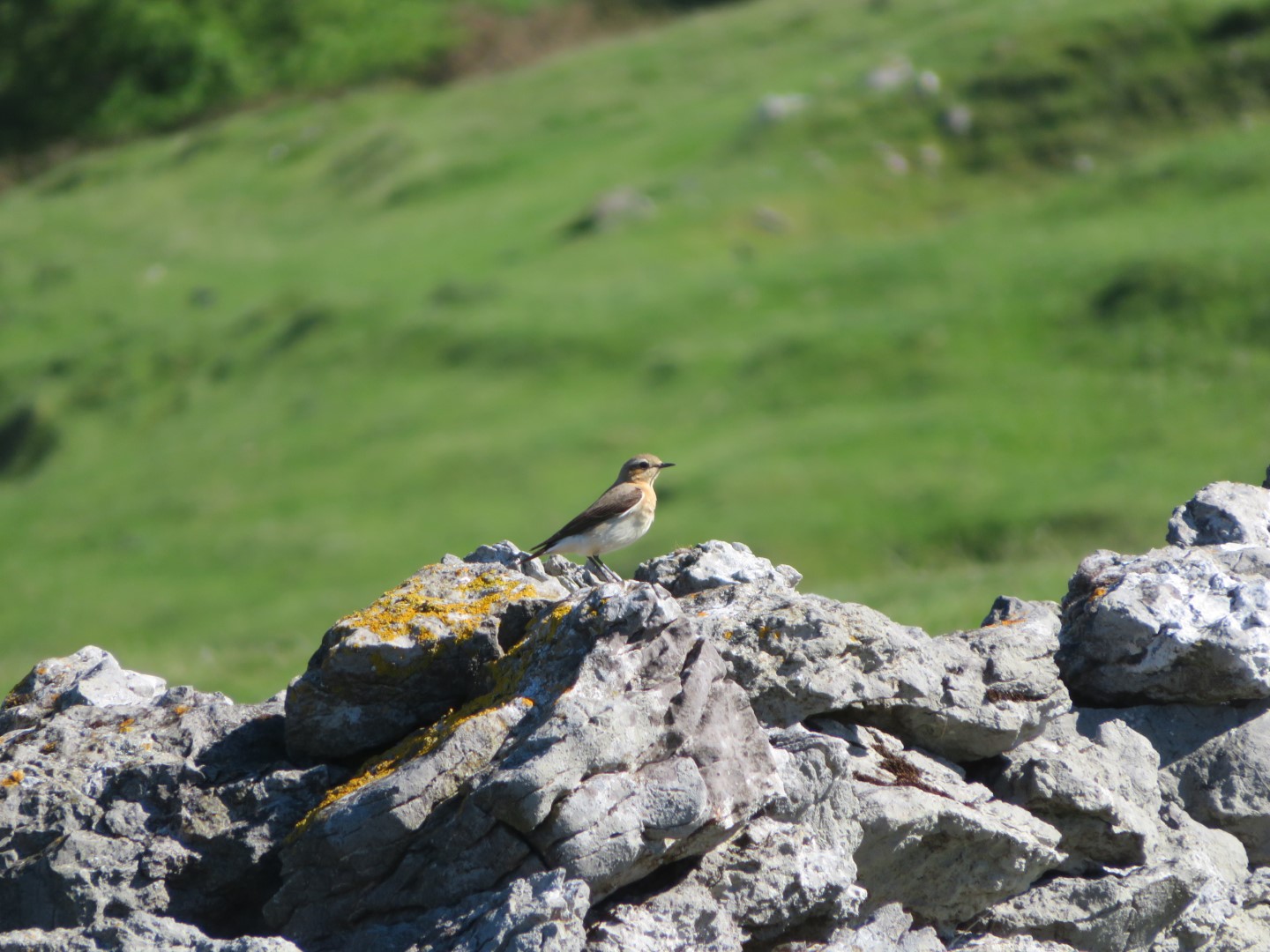 Northern Wheatear