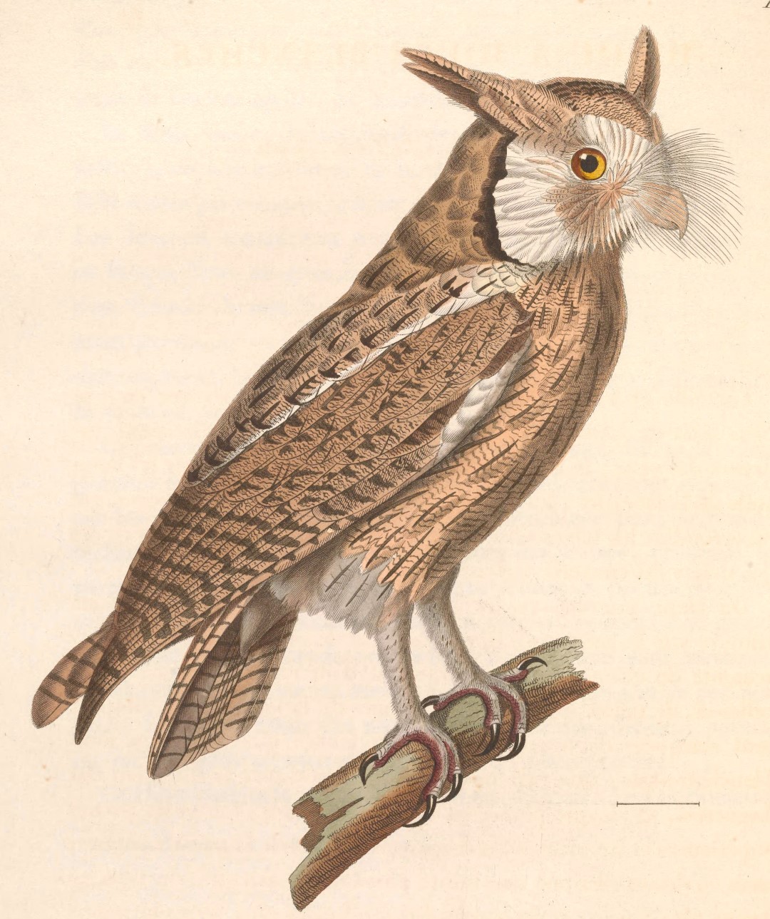 Northern White-faced Owl