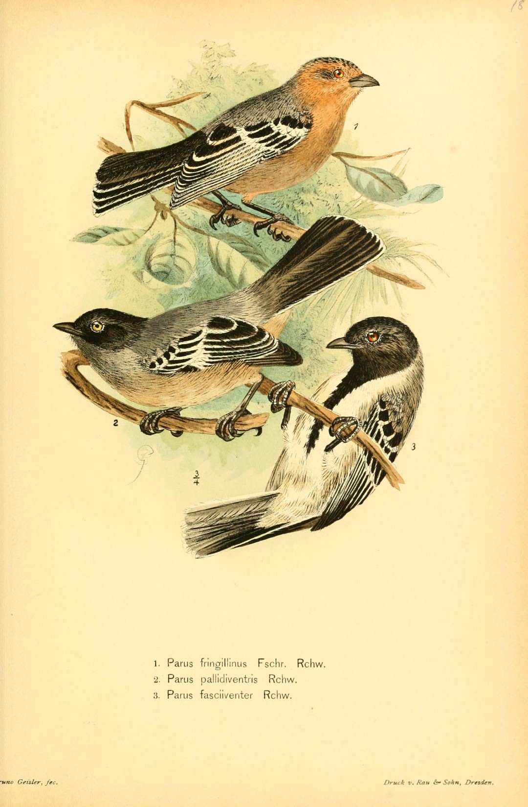 Northern White-winged Tit