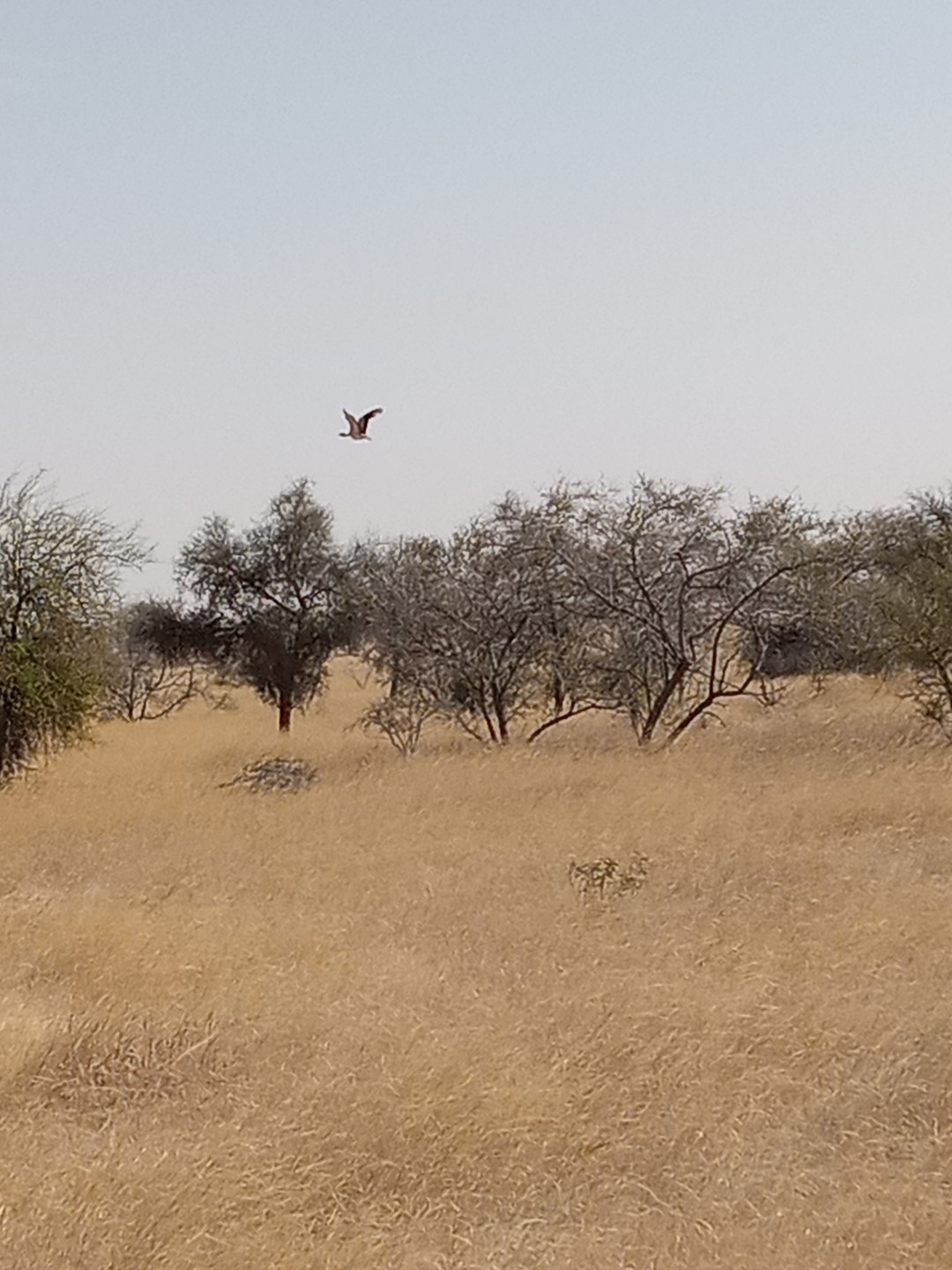 Nubian Bustard