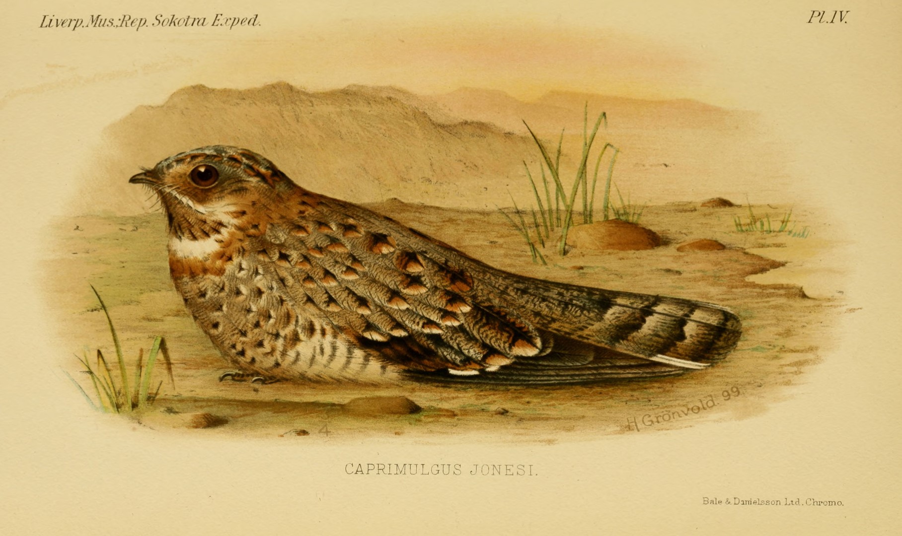 Nubian Nightjar
