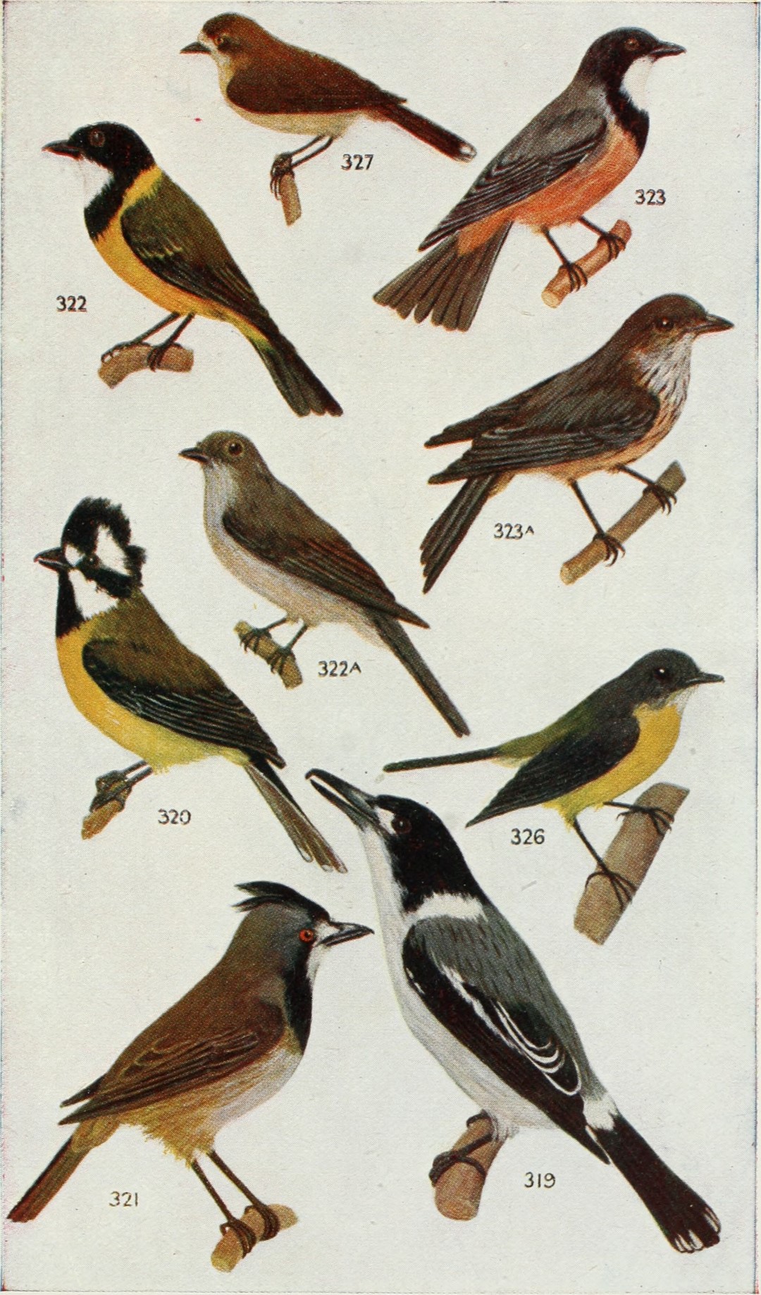 Nullarbor Quail-thrush