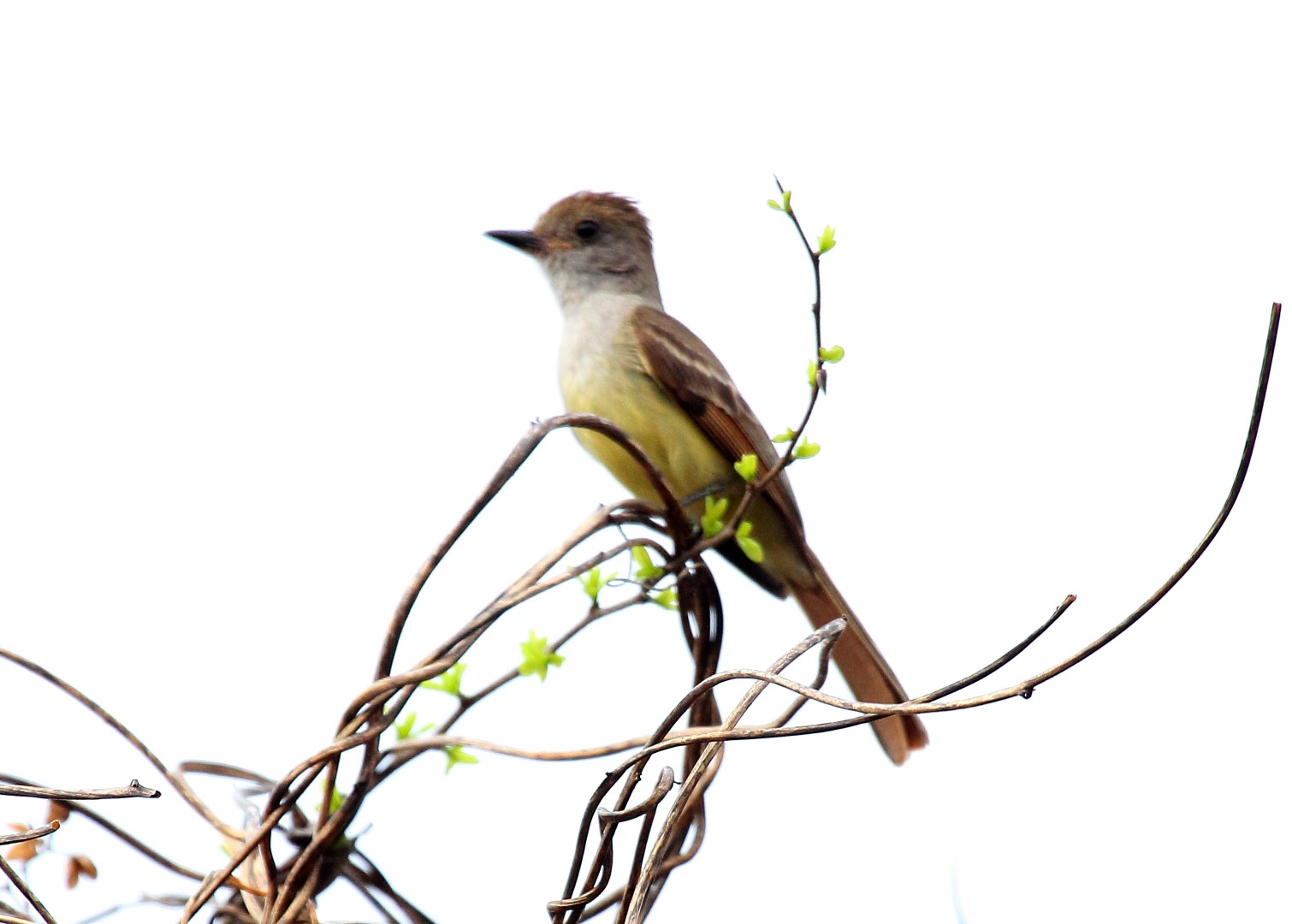 Nutting's flycatcher
