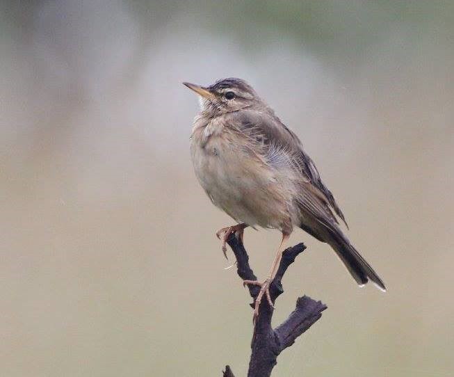 Nyasa Pipit