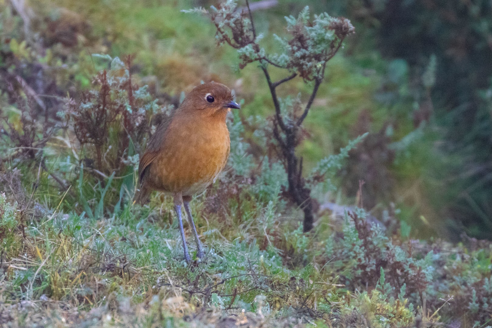 O'Neill's Antpitta