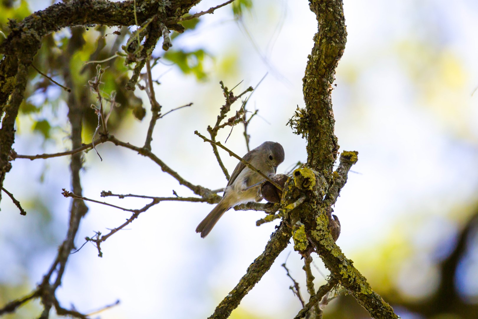 Oak Titmouse