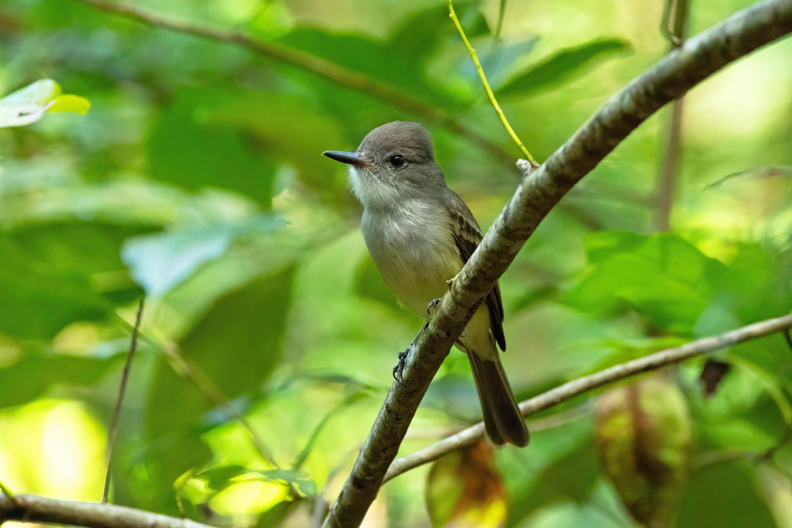 Ober's Flycatcher