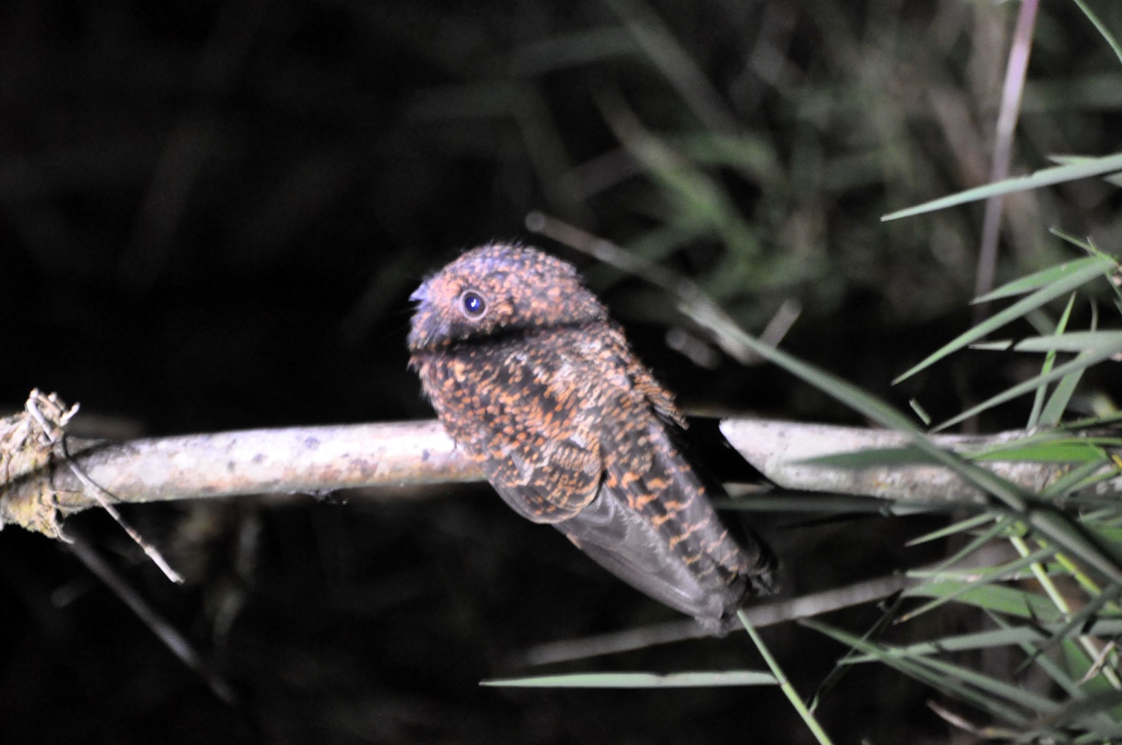 Ocellated Poorwill