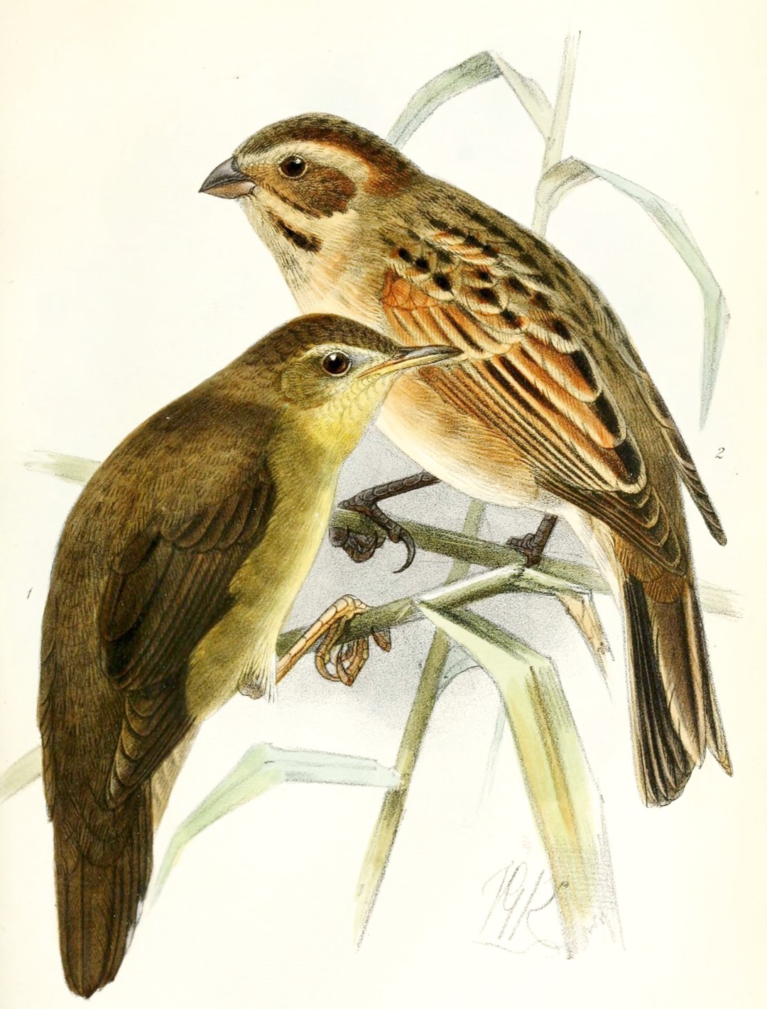 Ochotsk bush warbler