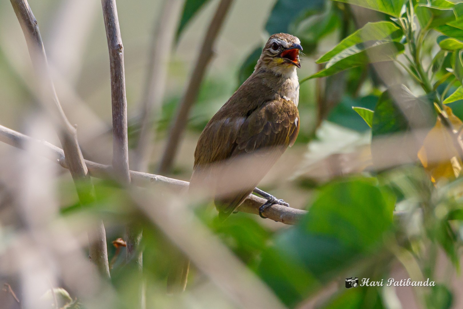 Ochraceous Bulbul