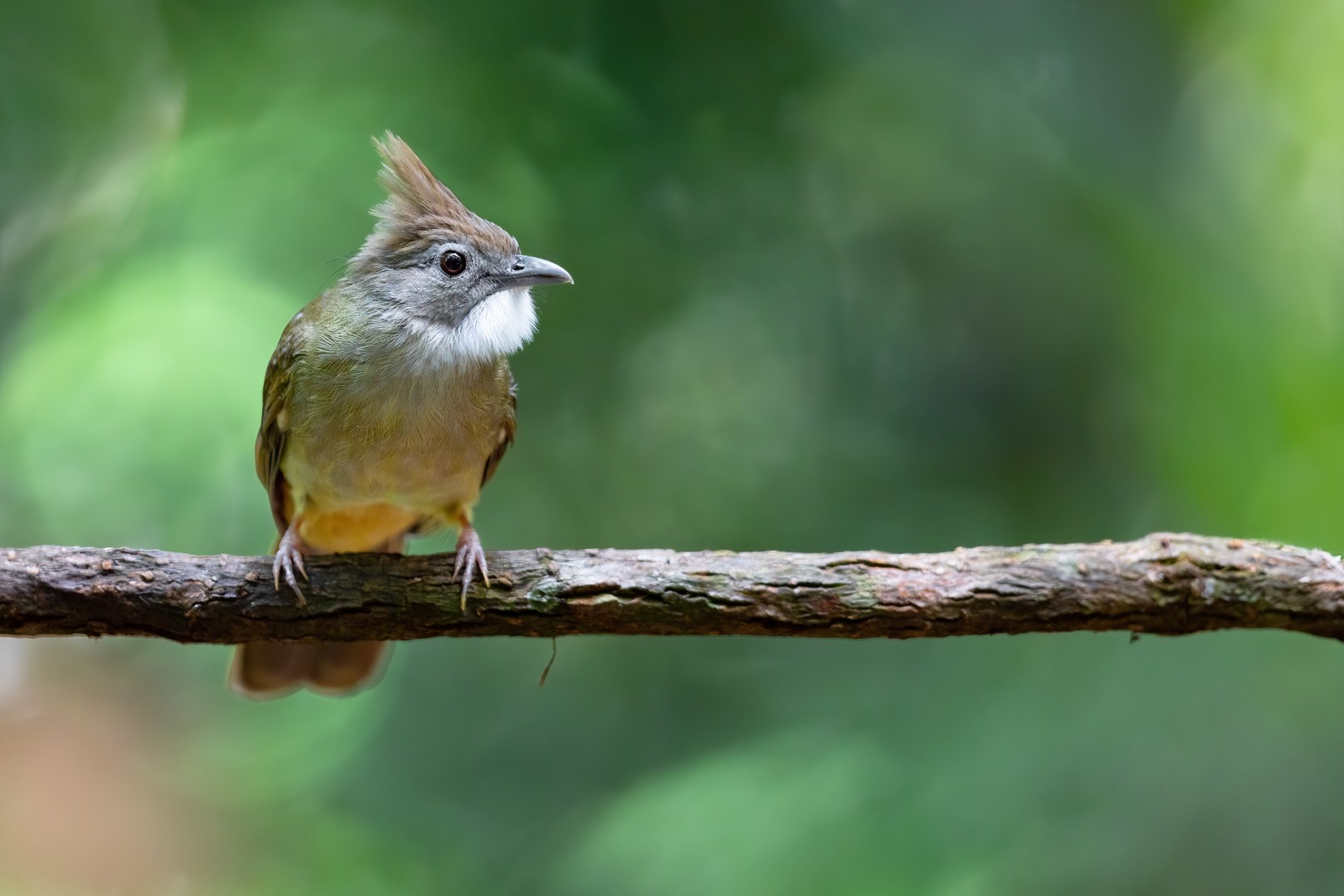 Ochraceous Bulbul