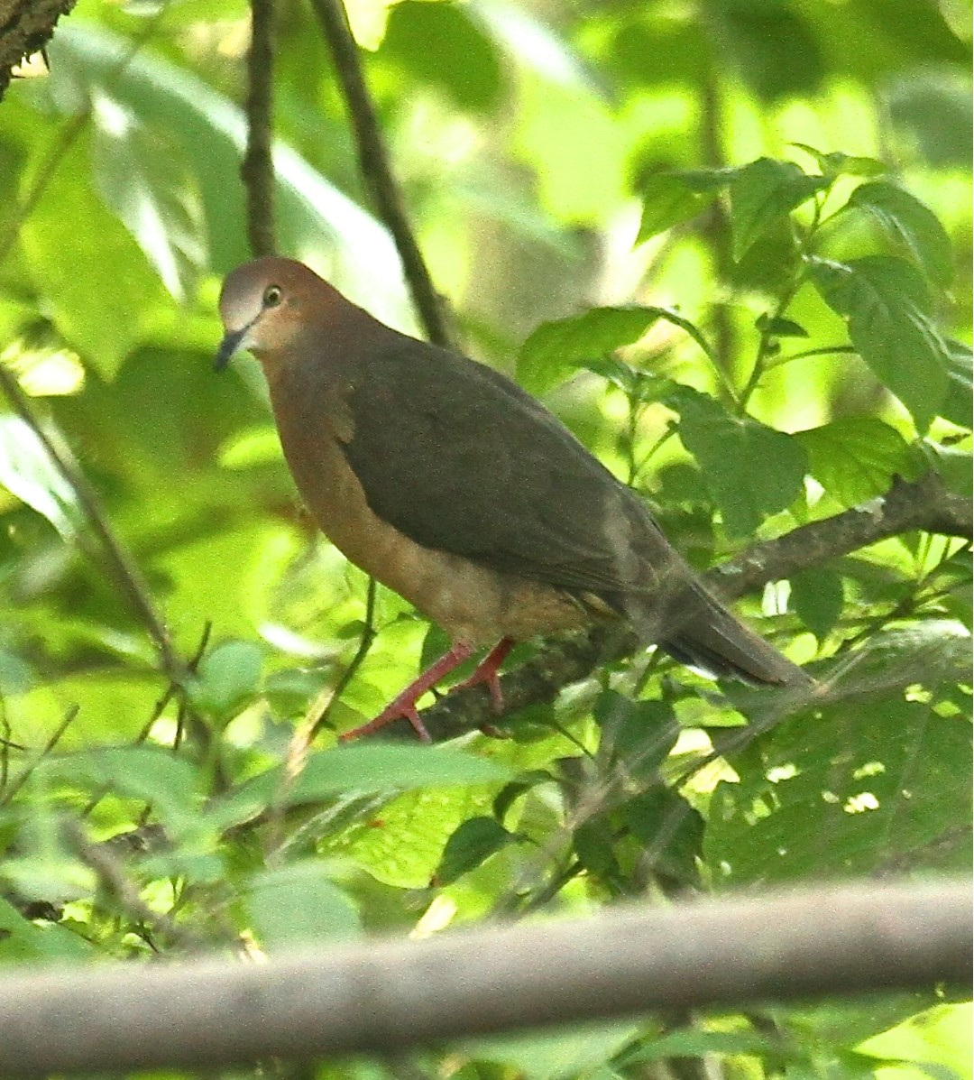Ochraceous Dove