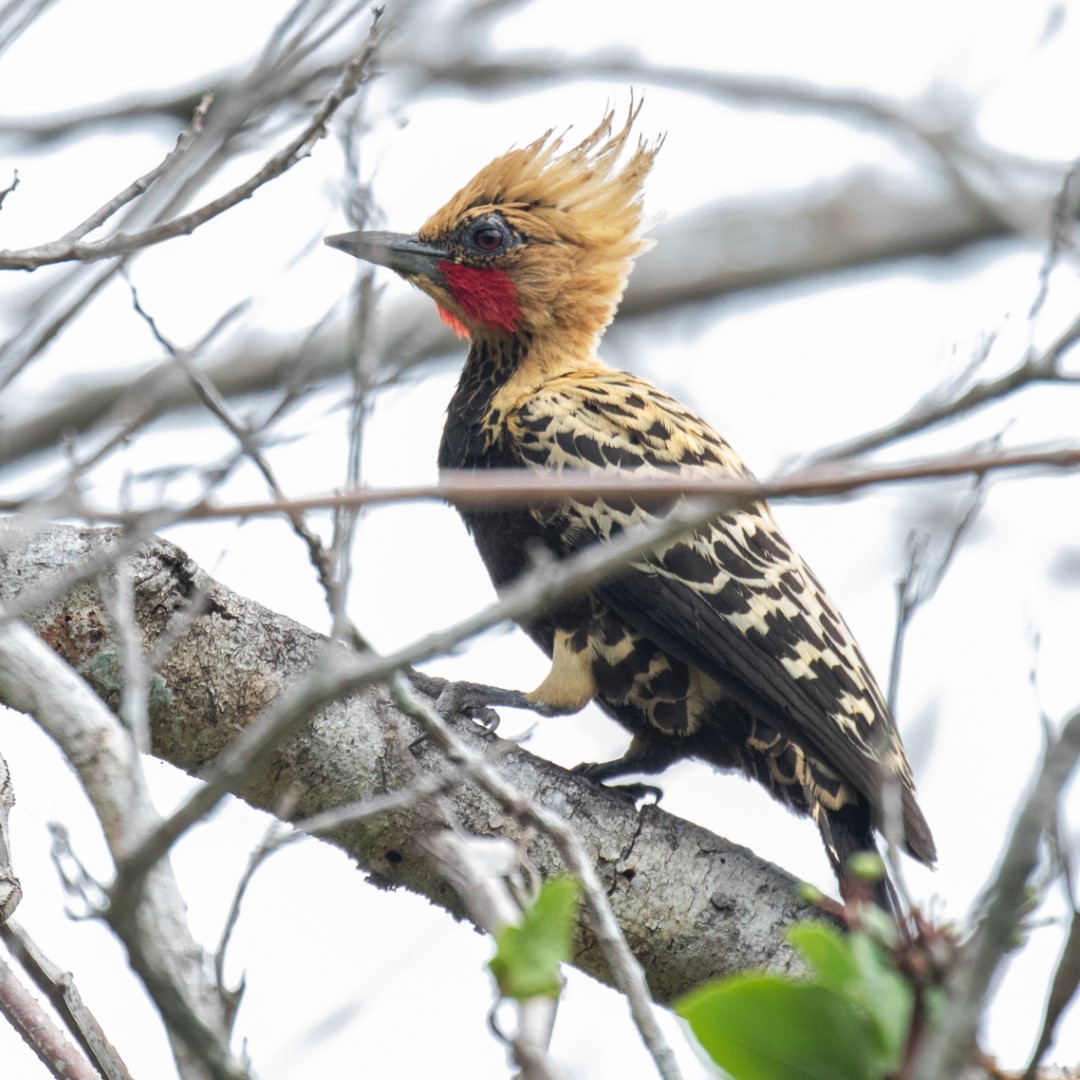 Ochraceous Woodpecker
