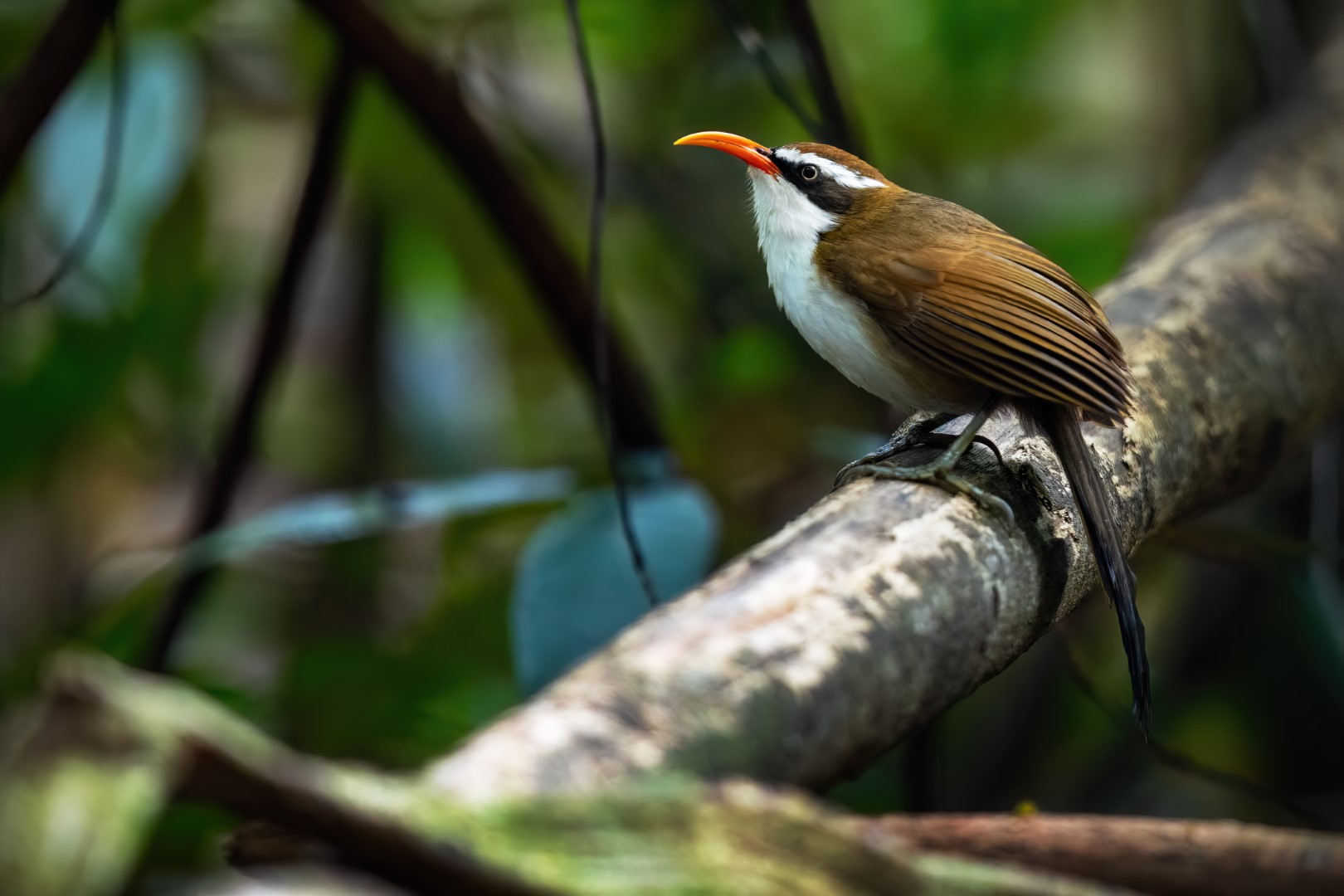 Ochraceous wren-babbler
