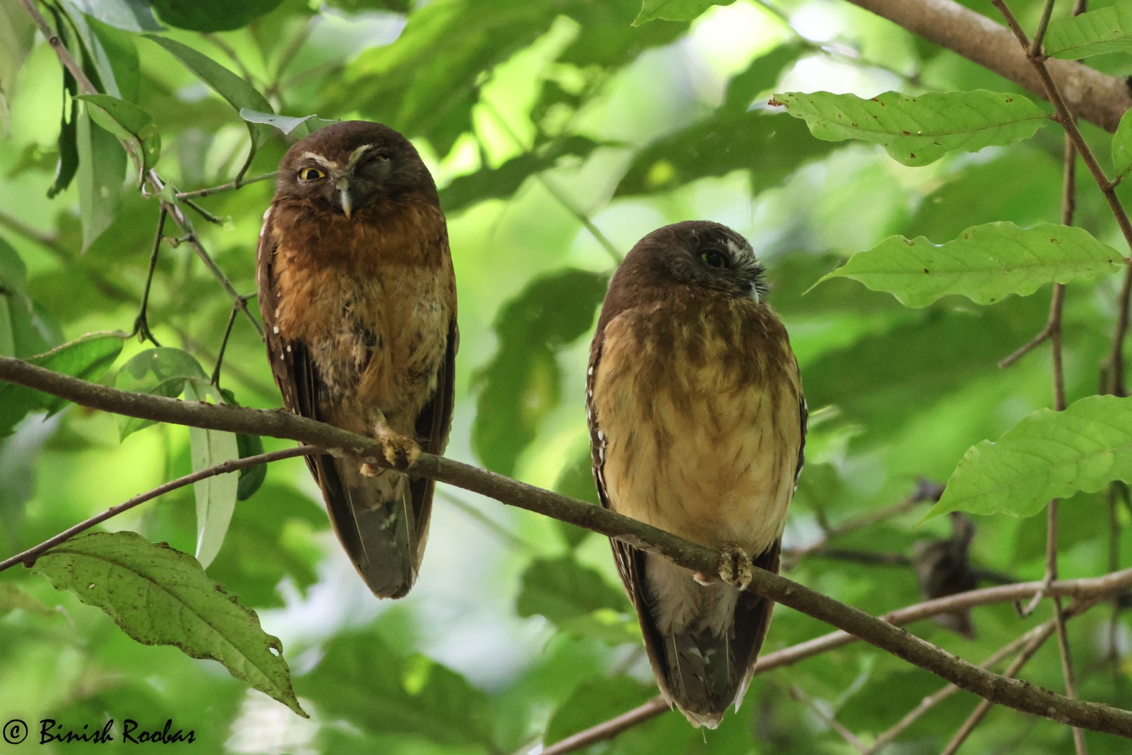 Ochre-bellied boobook