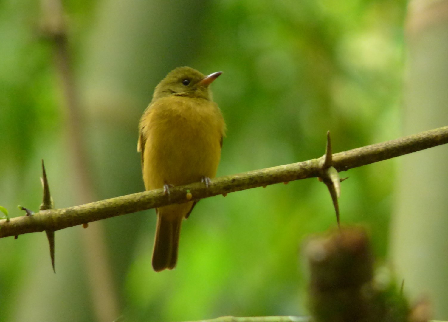 Ochre-bellied Flycatcher