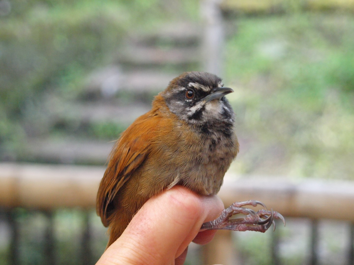 Ochre-bellied Wren