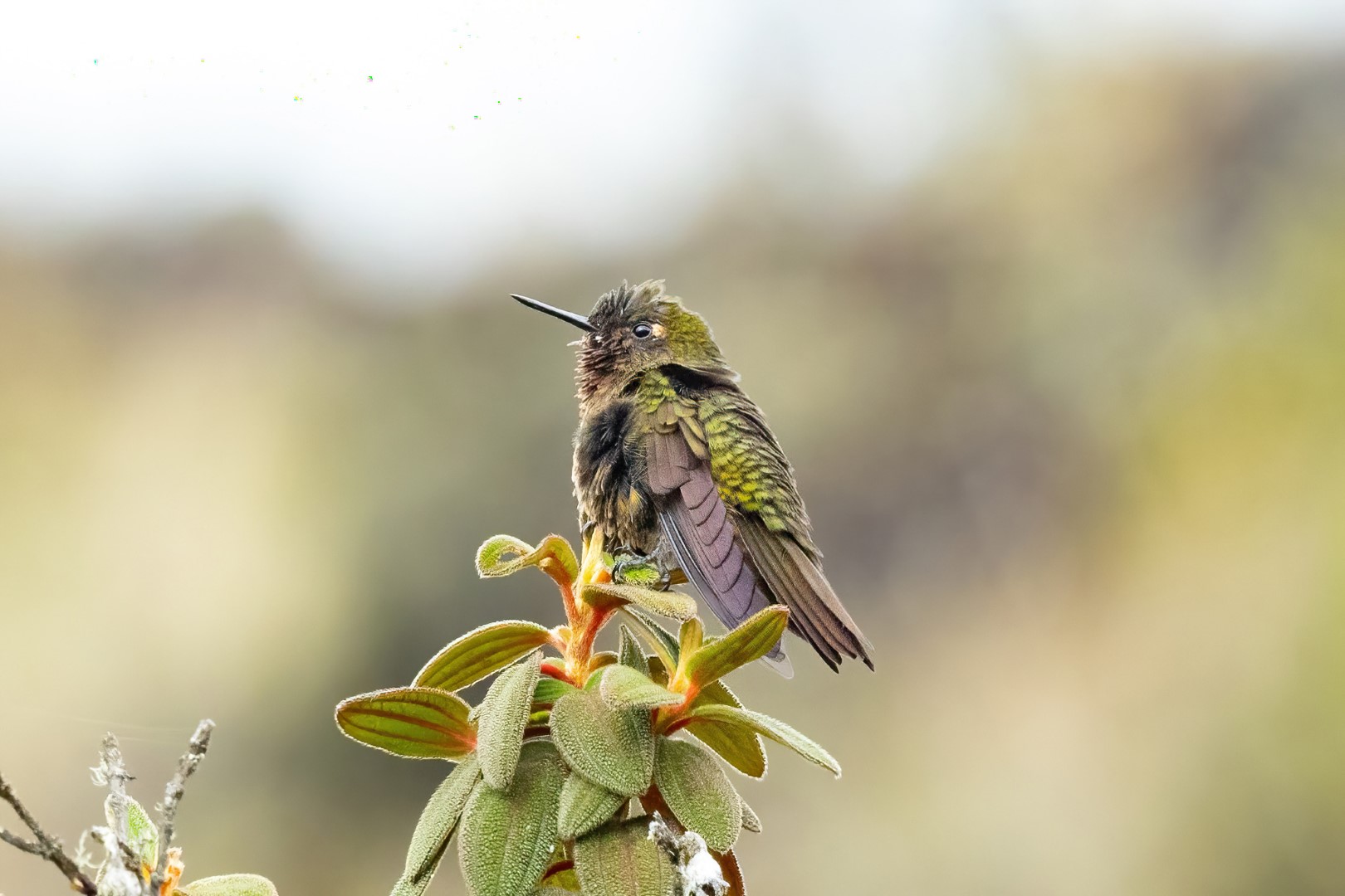 Ochre-breasted Puffleg