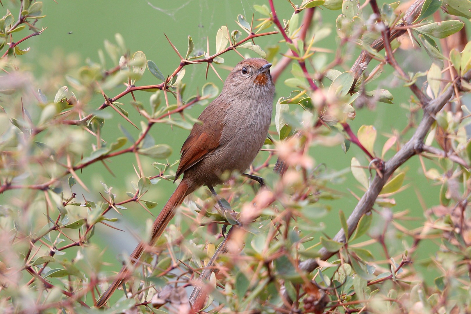 Ochre-cheeked Spinetail