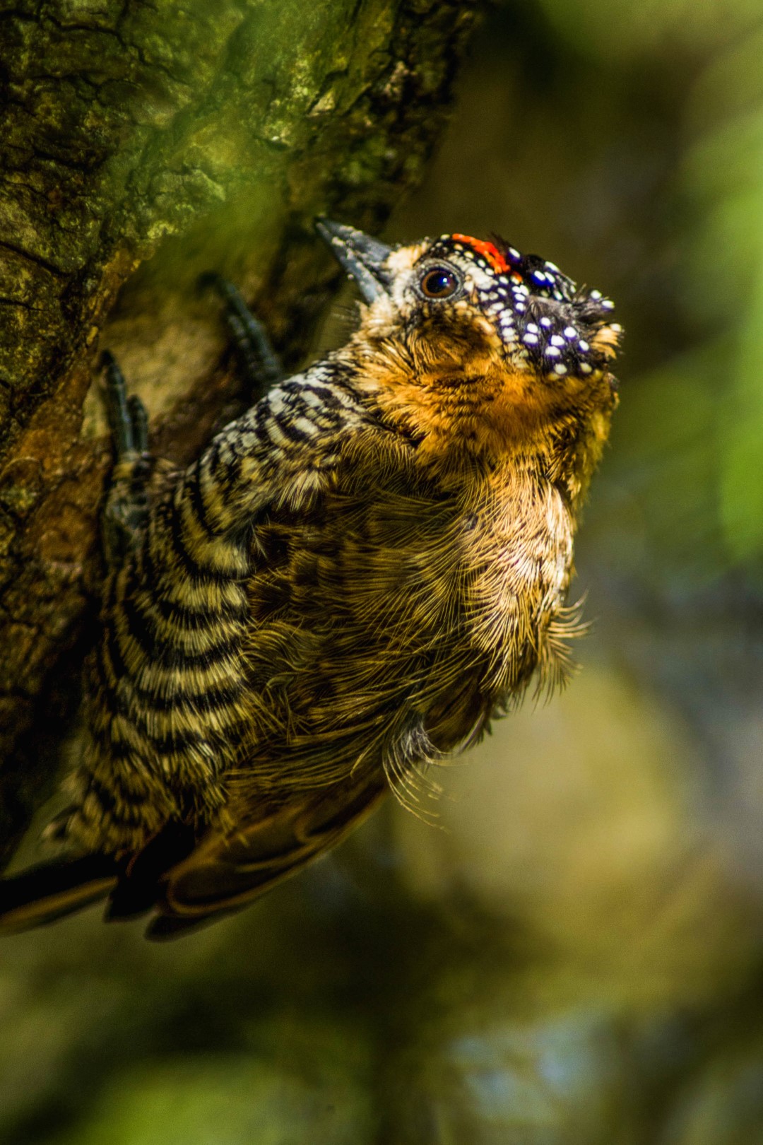 Ochre-collared Piculet