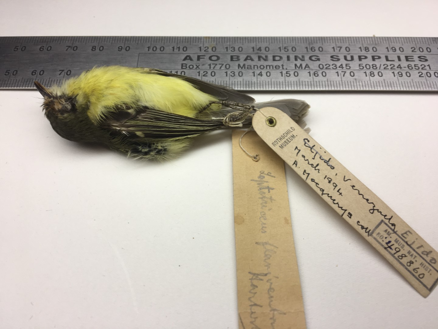 Ochre-faced Tody-Flycatcher