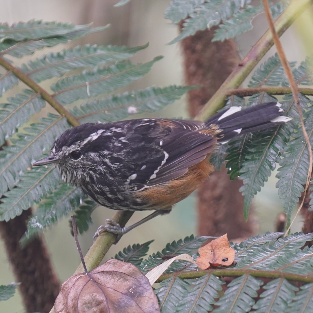 Ochre-rumped Antbird