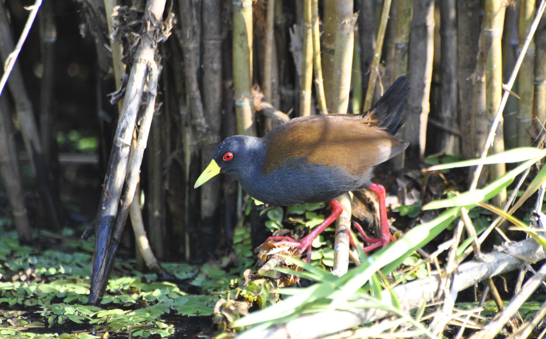 Olivaceous Crake